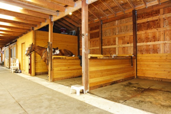 Horse in the Barn